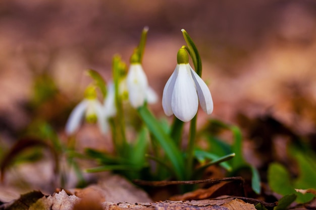 White snowdrops in the woods among the fallen leaves on a dark background