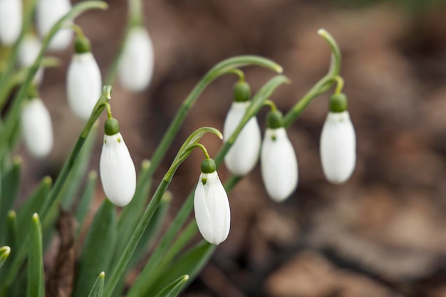 White snowdrops