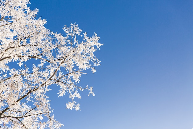 青いskの冬の森の木の白い雪枝