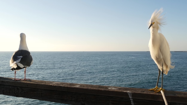 White snowy egret on pier railings, California USA. Ocean beach, sea water waves. Coastal heron bird