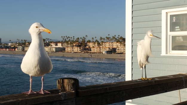 White snowy egret on pier railings california usa ocean beach sea water waves coastal heron bird