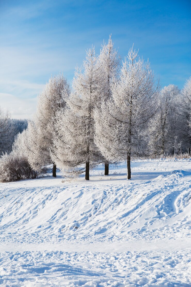 冬の森と澄んだ青い空に白い雪に覆われた木。美しい風景