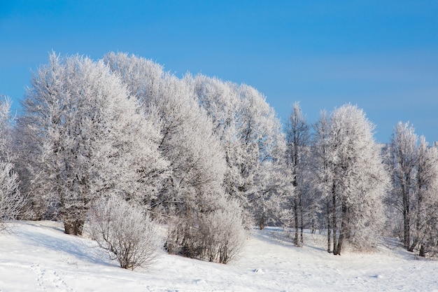 冬の森と澄んだ青い空に白い雪に覆われた木。美しい風景