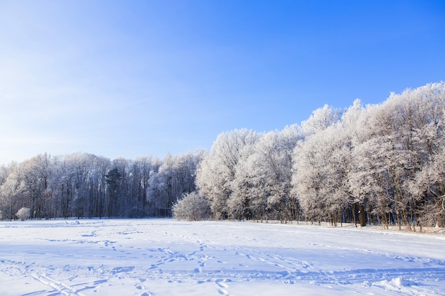 フィールド上の冬の森の白い雪に覆われた木。美しい冬の風景