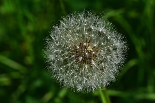 Photo a white soft dandelion on a green lawn