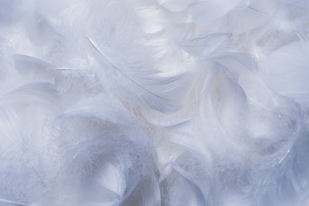 White  soft feathers background. Top view.