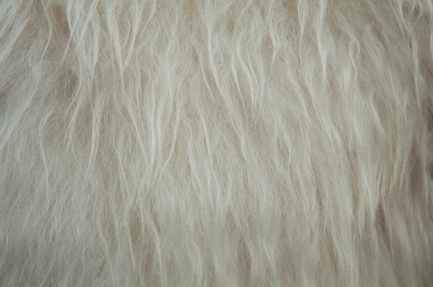 White soft sheep wool texture background background . Fluffy fur.
