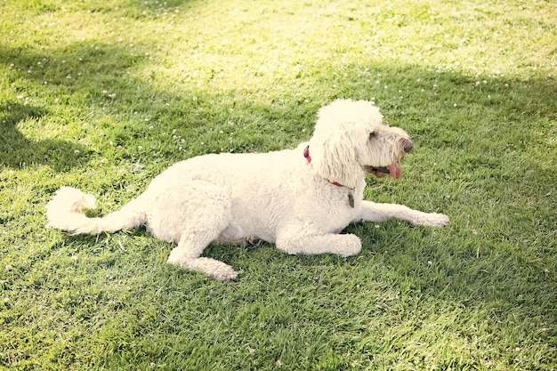 白い南ロシアまたはウクライナのシープドッグ犬は、夏の公園の緑の草でリラックスします。