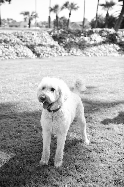 white south russian or ukrainian sheepdog dog standing in park green grass, sheepdog.