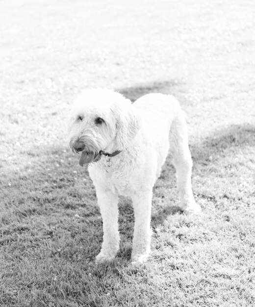 White south russian or ukrainian sheepdog dog waiting in park green grass pure breed