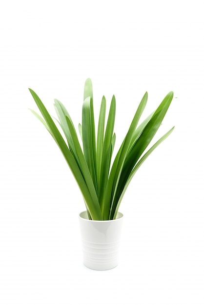 White space background with fresh green plant decorations. 