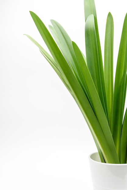 White space background with fresh green plant decorations. 