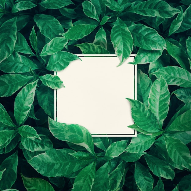 Белое пространство с зелеными листьями, вид сверху