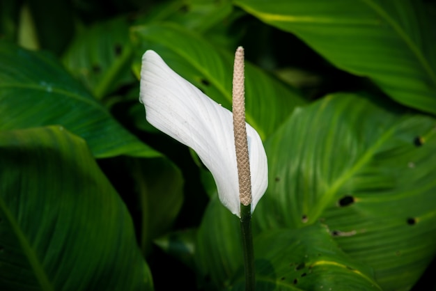 白いスパディクスの花