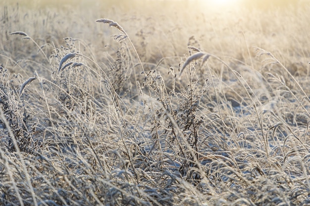 White sparkling frost of ice adorns the branches of dry grass in winter during sunrise in Siberia, Russia