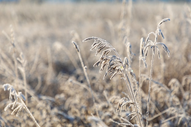 White sparkling frost of ice adorns the branches of dry grass in winter during sunrise in Siberia, Russia