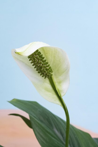 White spathiphyllum flower on a blue background