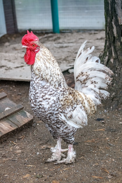 Photo white and speckled rooster of a special breed with a bright red comb and spurs.