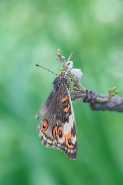 Photo white spider eating butterfly