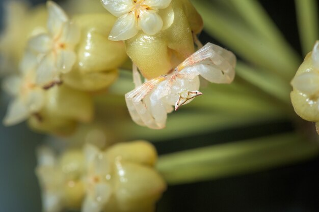 White Spider Macro