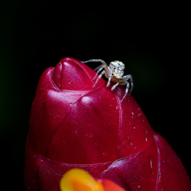 White spider on red flower