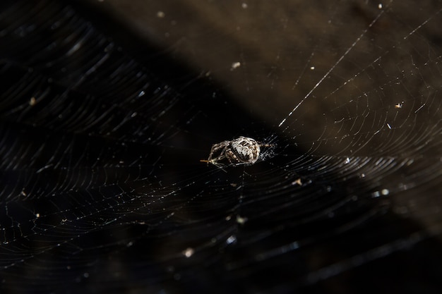 White spider waiting for a prey in a spider web