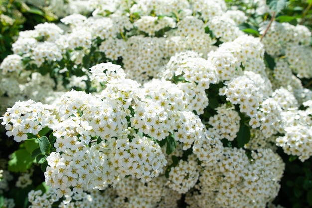 咲く白いシモツケの茂みゲルマンダーメドウスイートのつぼみと白い花小さな白い花と繊細な背景