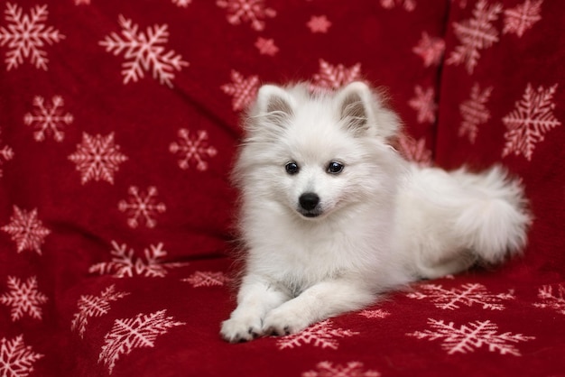 White Spitz rests on a Christmas veil High quality photo