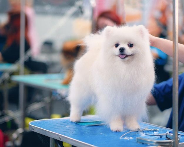 White spitz on the table for grooming closecropped wool scissors