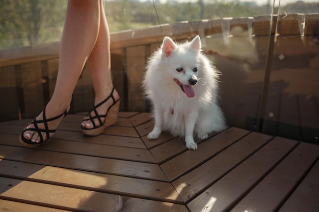 White spitz for a walk Cute fluffy puppy of the German Spitz Pomeranian plays for a walk in nature