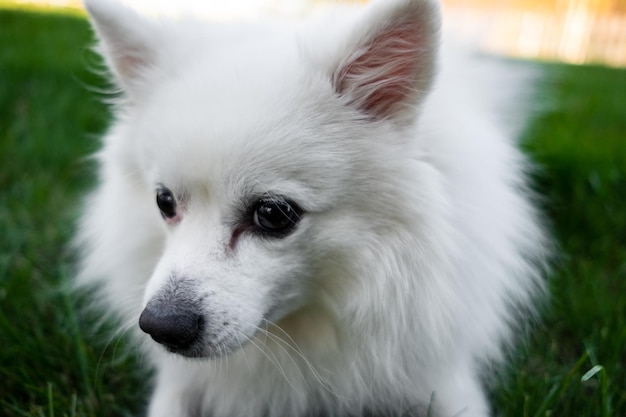 White spitz for a walk Cute fluffy puppy of the German Spitz Pomeranian plays for a walk in nature