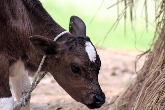 A white spot on a calf's head