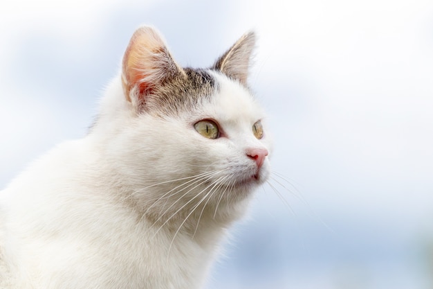 White spotted cat on a background of sky. Portrait of a cat in profile