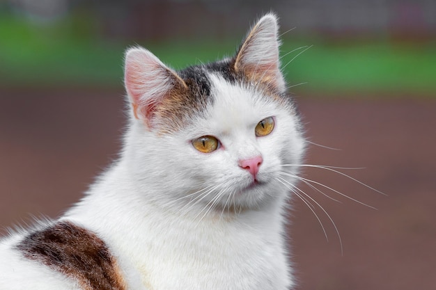 White spotted cat on a blurred background. Portrait of a cat close up