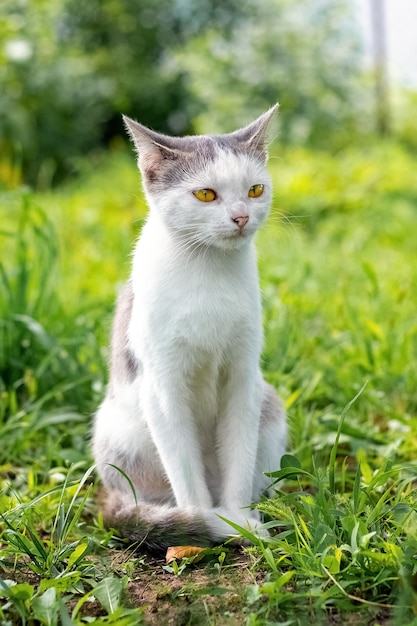 A white spotted cat in the garden sits on green grass