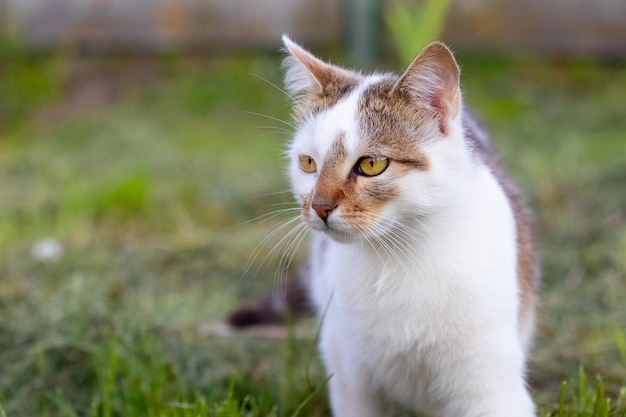 庭の白い斑点の猫は獲物を追いかける