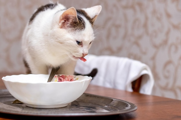 A white spotted cat licks its lips in the kitchen on the table near the plate