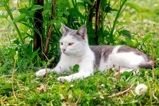 A white spotted cat lies in the garden in the green grass near a raspberry bush