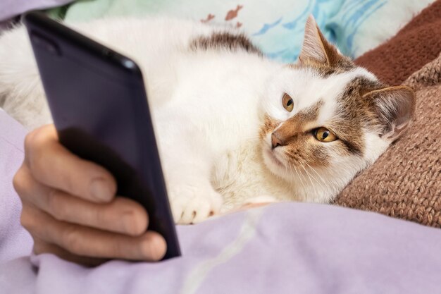 흰 점박이 고양이는 손에 전화기를 들고 있는 여성 옆에 누워 전화기를 열심히 들여다보고 있습니다.