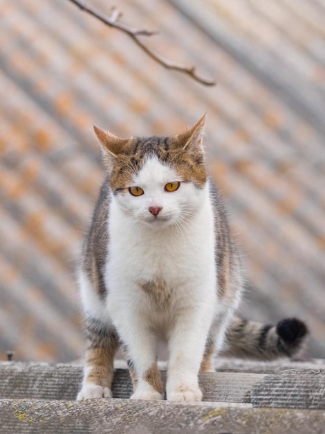 A white spotted cat on the roof of a building