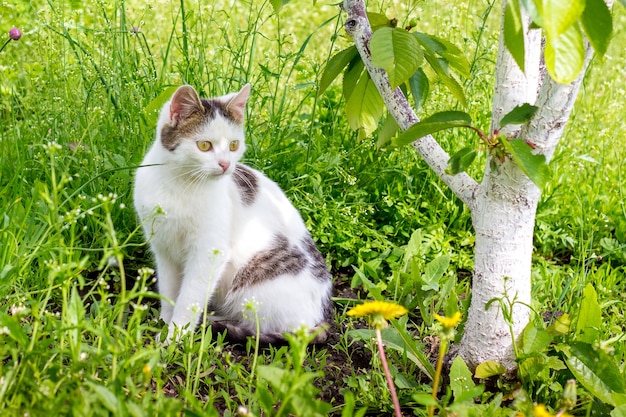 A white spotted cat sits in the garden on grass near the tree