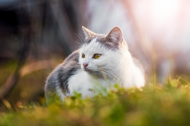 A white spotted cat sits in the garden on the grass