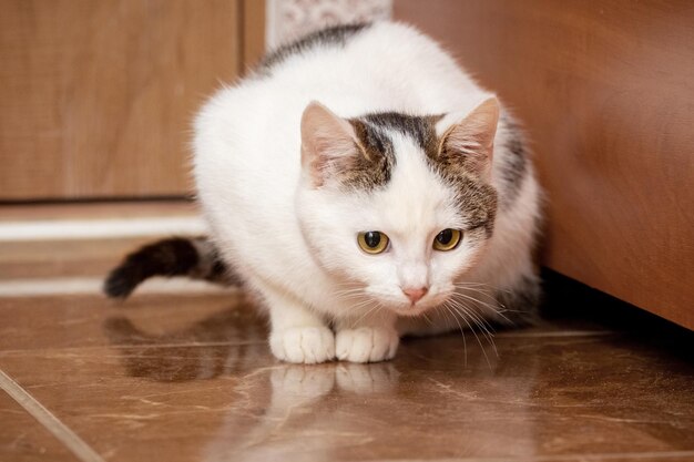 Белая пятнистая кошка сидит в комнате на полу