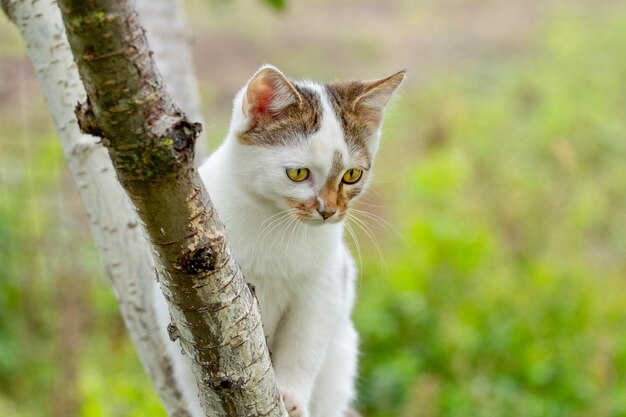 흰 점박이 고양이가 나무에 앉아 아래를 내려다보고 있습니다.