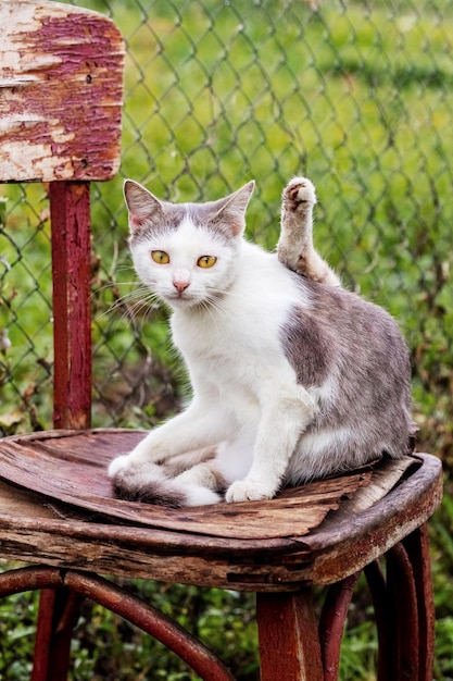 庭の古い椅子に座っている白い斑点のある猫