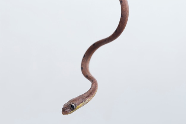 The white-spotted cat snake on white table