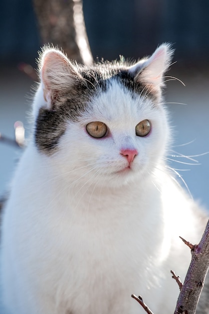 晴天時の木に白い斑点のある猫