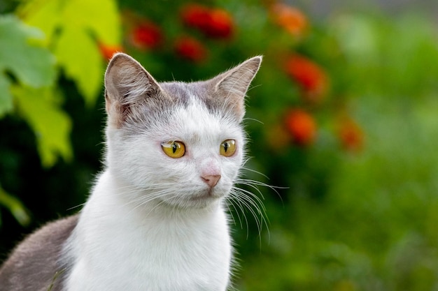 A white spotted cat with an attentive look in the garden near the flowers on a blurred background