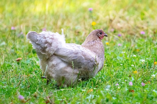 Foto pollo maculato bianco nel giardino tra i polli da allevamento di erba verde nella fattoria