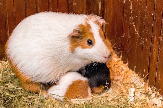 A white spotted guinea pig feeds its small children_